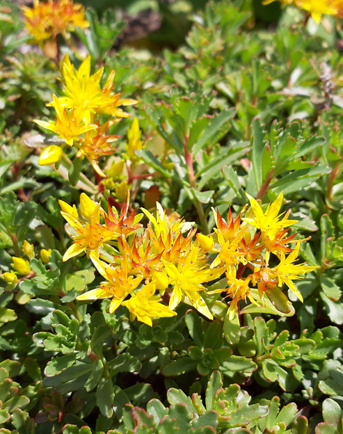 Sedum floriferum `Weihenstephaner Gold`